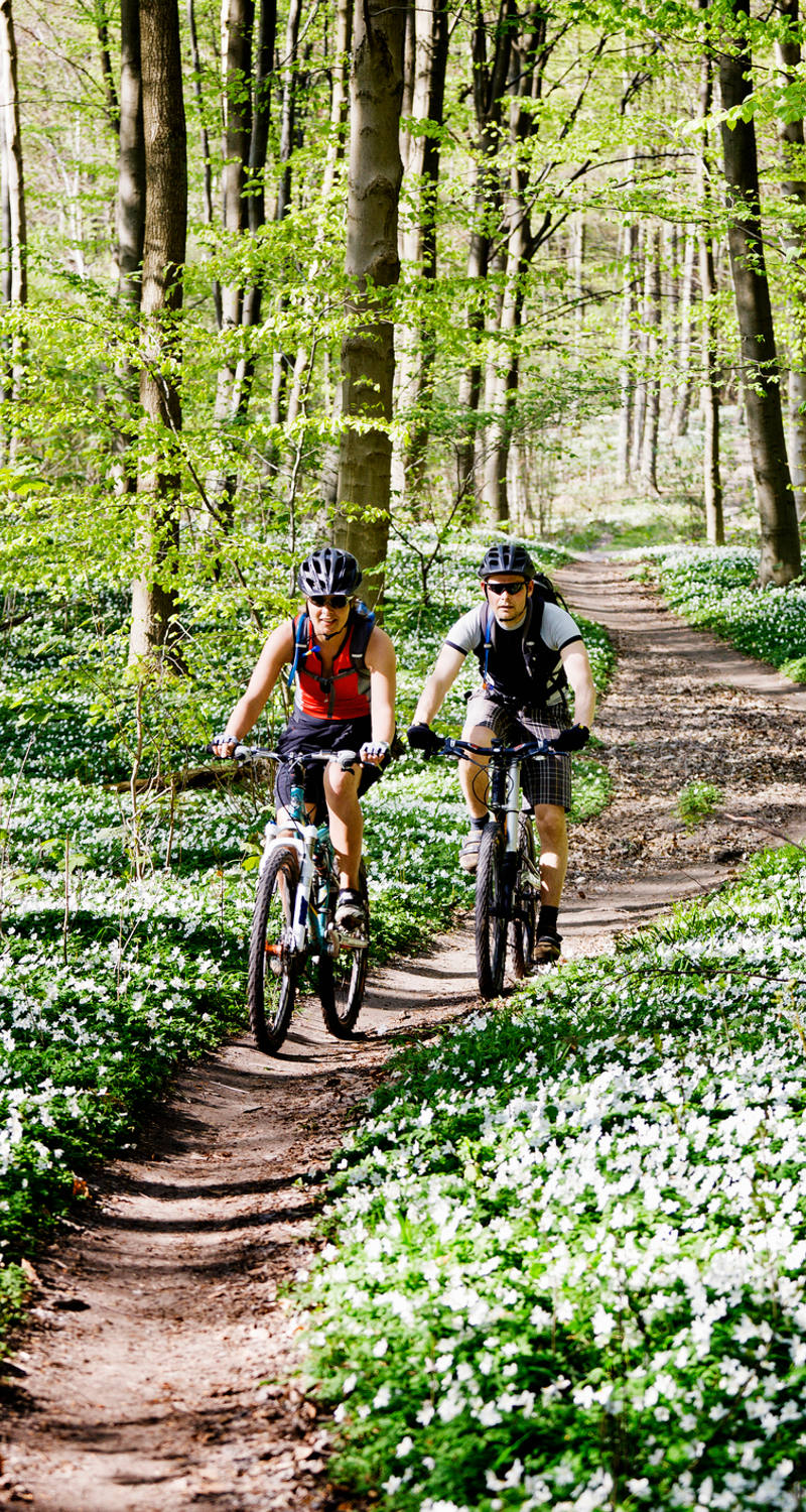 Deux vététistes traversent une forêt fleurie d’ail des ours.