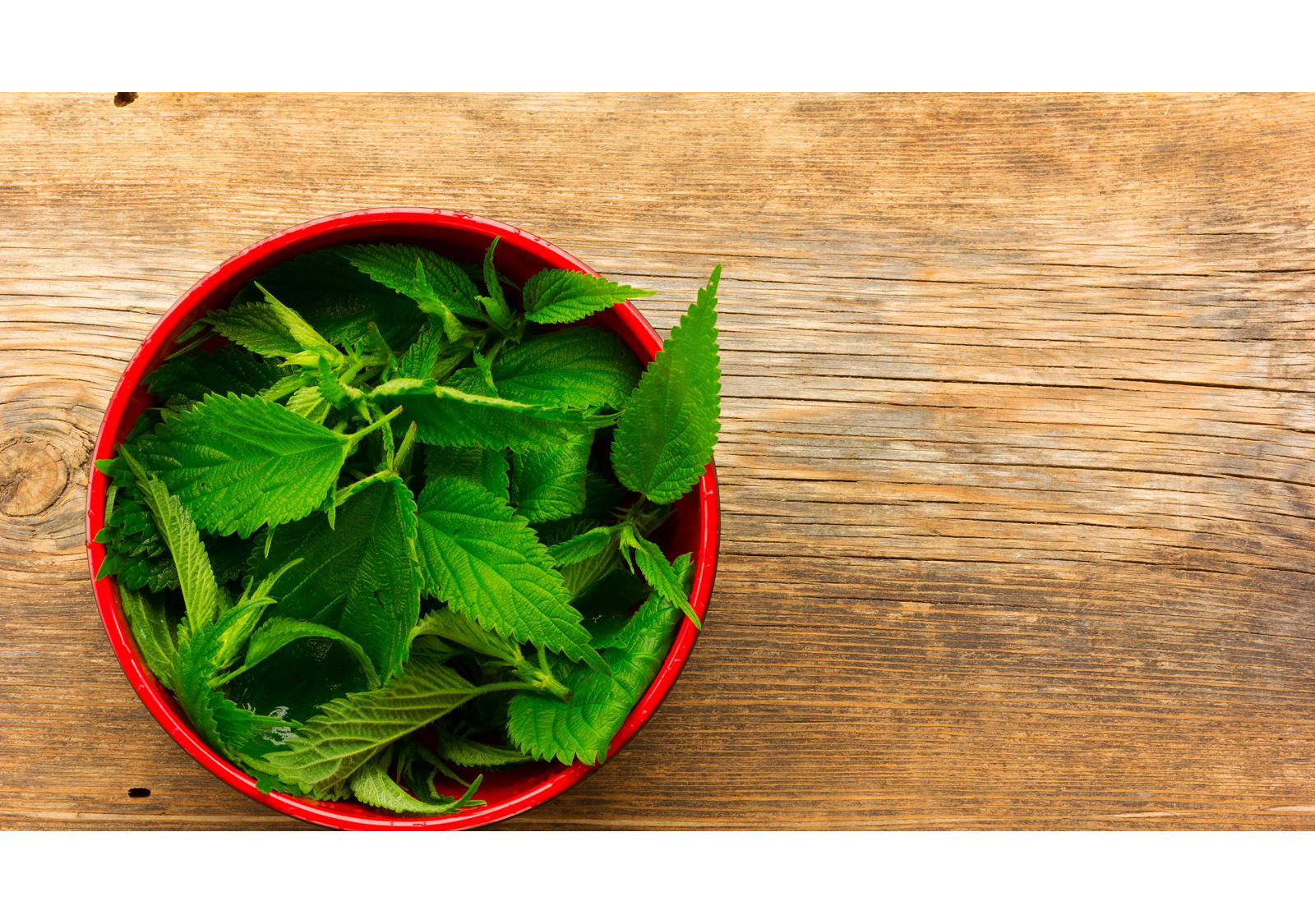 Brennessel gegen Haarausfall. Unser Hausmittel Tipp