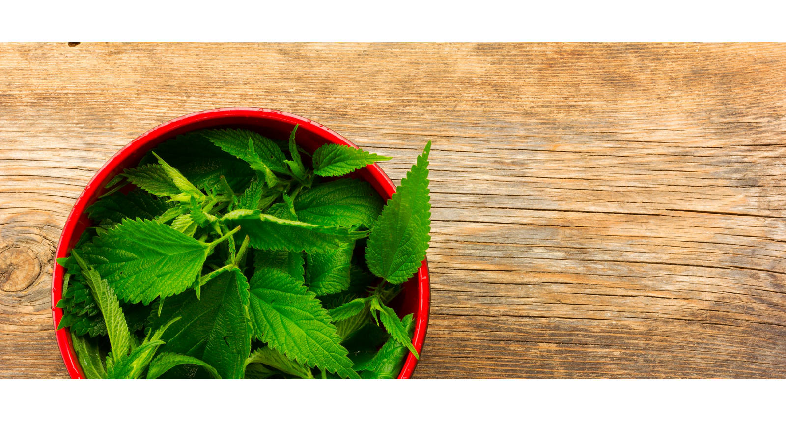 Brennessel gegen Haarausfall. Unser Hausmittel Tipp