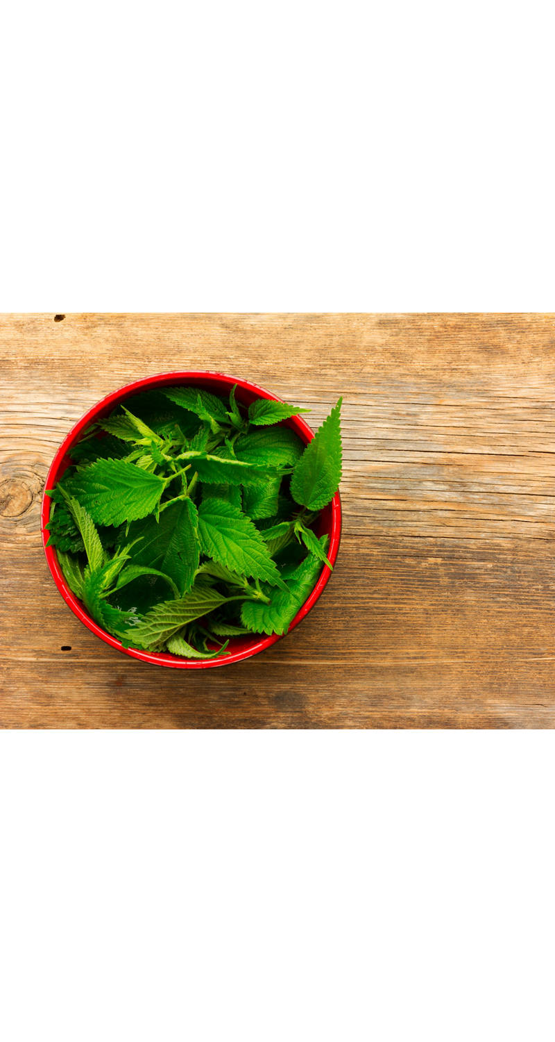 Brennessel gegen Haarausfall. Unser Hausmittel Tipp