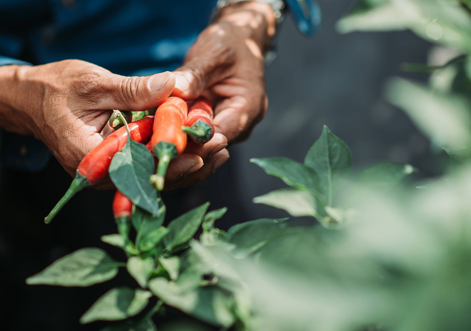 Un homme récolte des piments rouges frais sur un arbuste.
