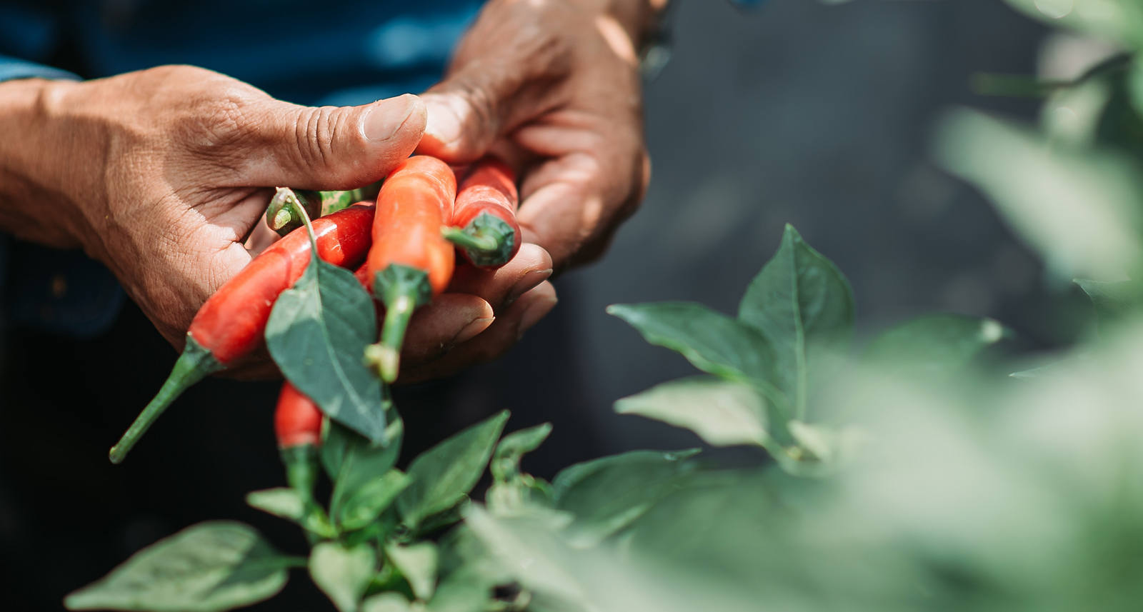 Ein Mann erntet frische, rote Chilis von einem Strauch.