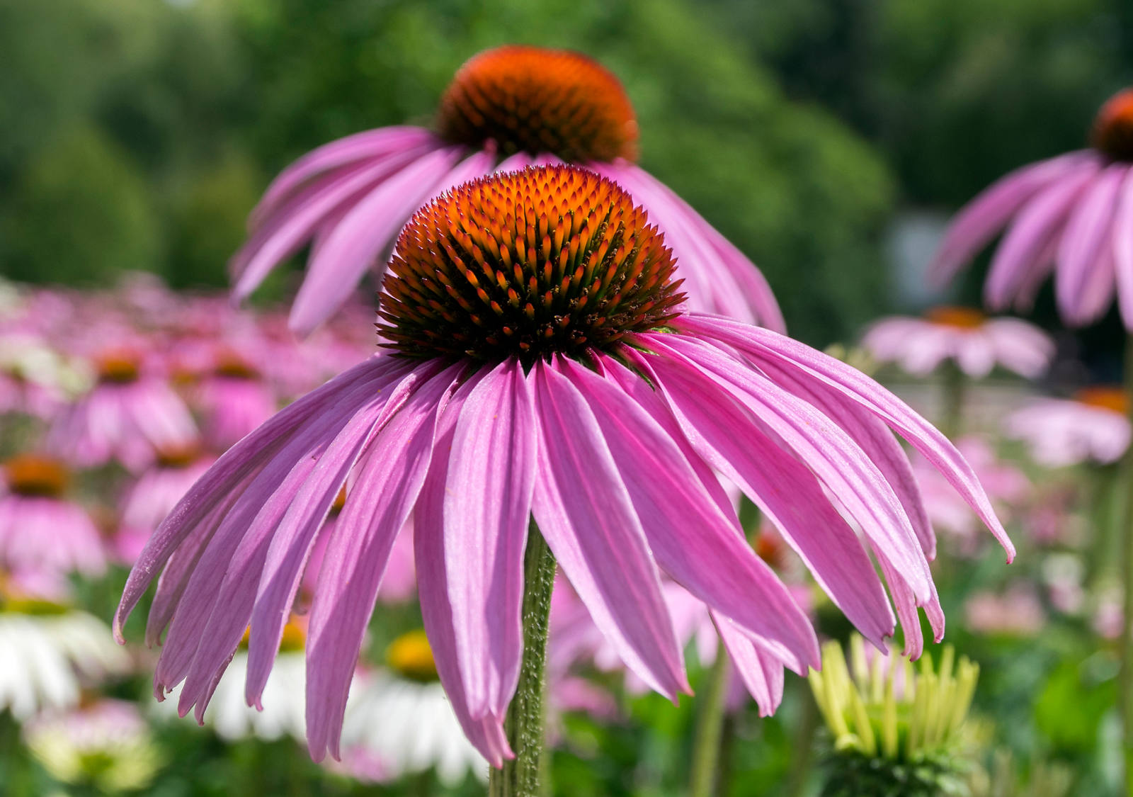 Echinacea Wirkung: ein Booster für unser Immunsystem