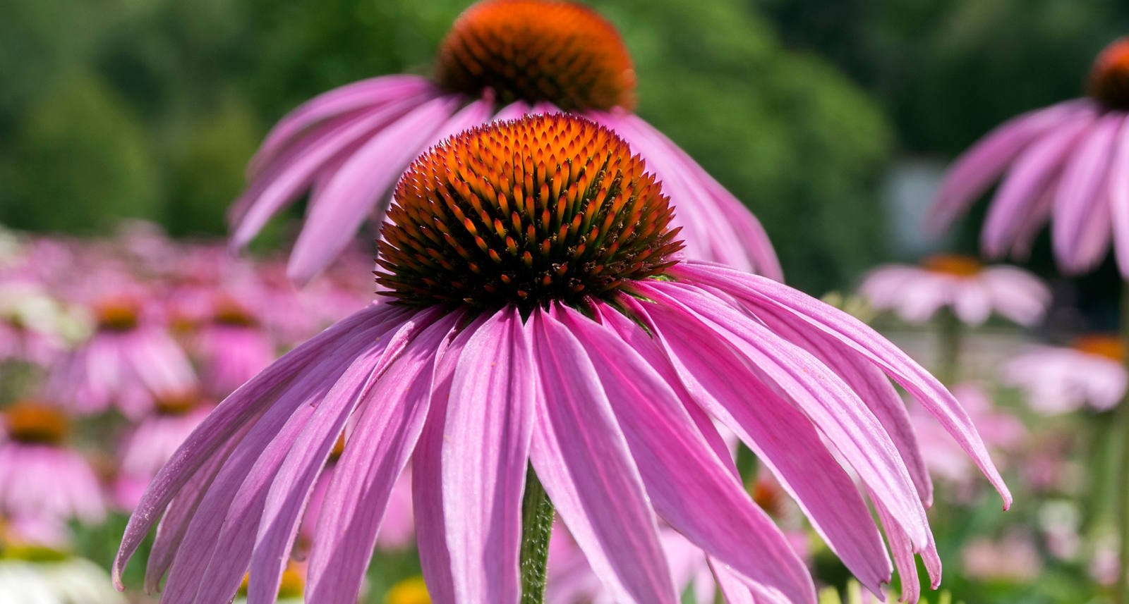 Echinacea Wirkung: ein Booster für unser Immunsystem