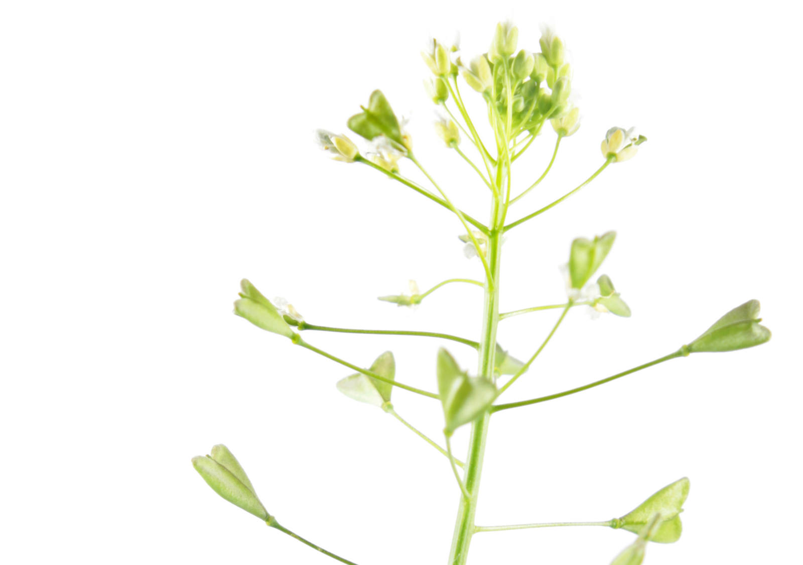 Gewöhnliches Hirtentäschel