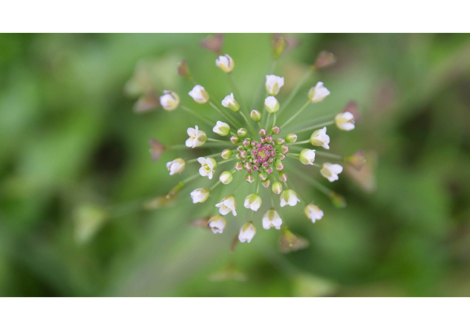Edible wild plants: native herbs and their effects