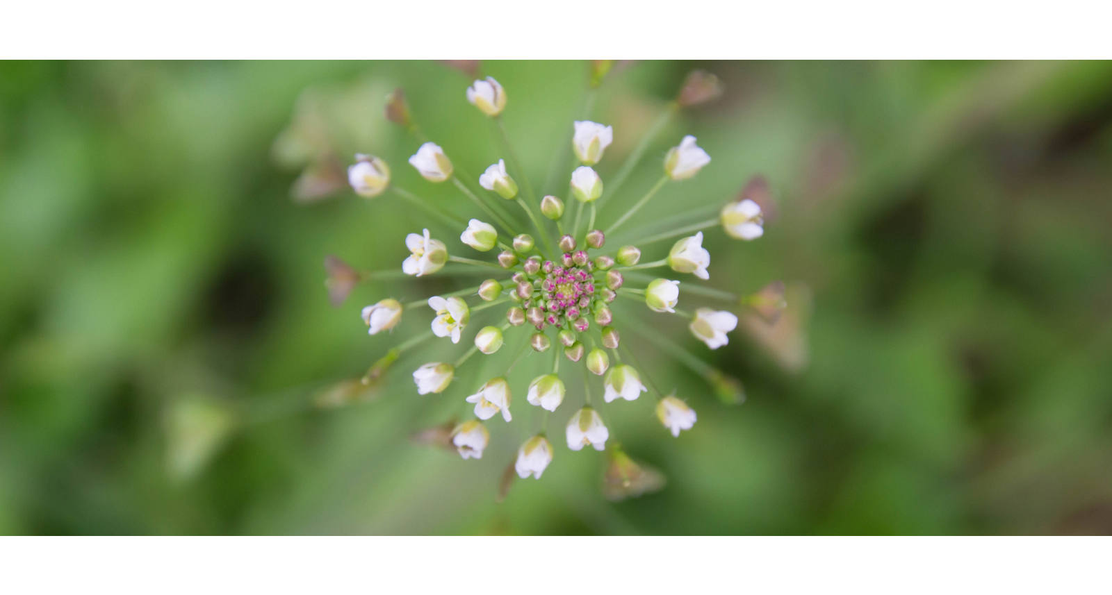 Essbare Wildpflanzen: 5 heimische Kräuter und ihre Wirkung