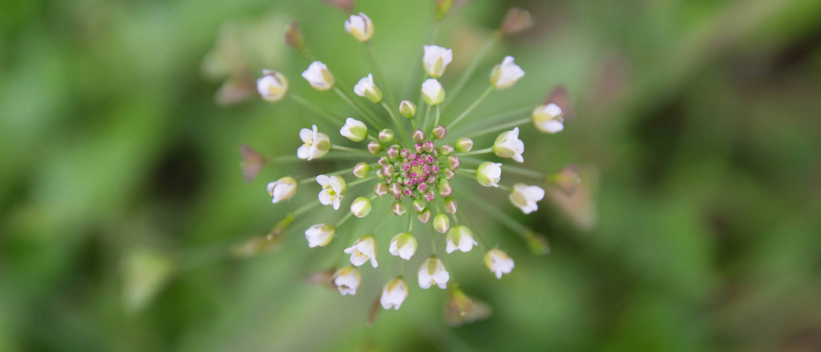 Edible wild plants: native herbs and their effects