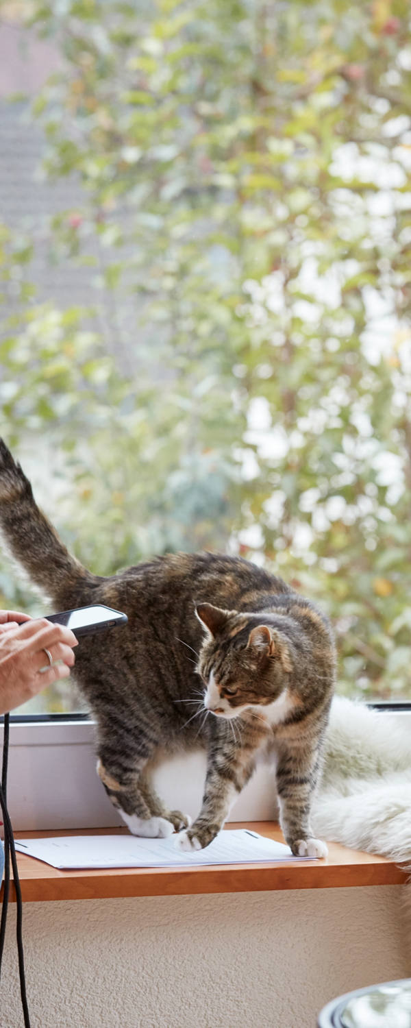 Frau am Smartphone - Katze streicht um sie herum