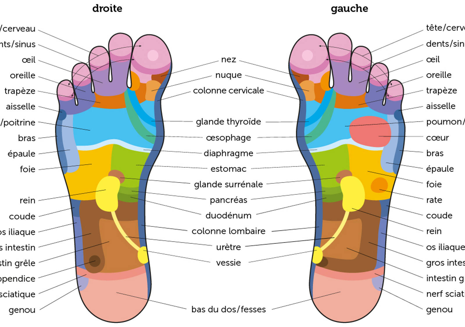 Vue d’ensemble des zones réflexes du pied