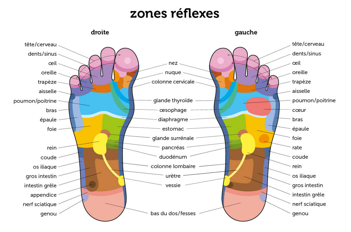 Zones réflexes du pied