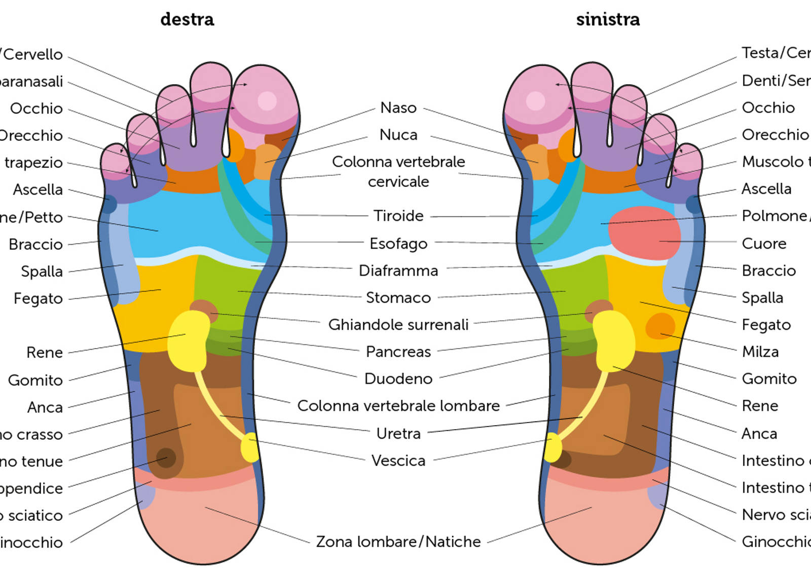 Panoramica delle zone riflesse del piede