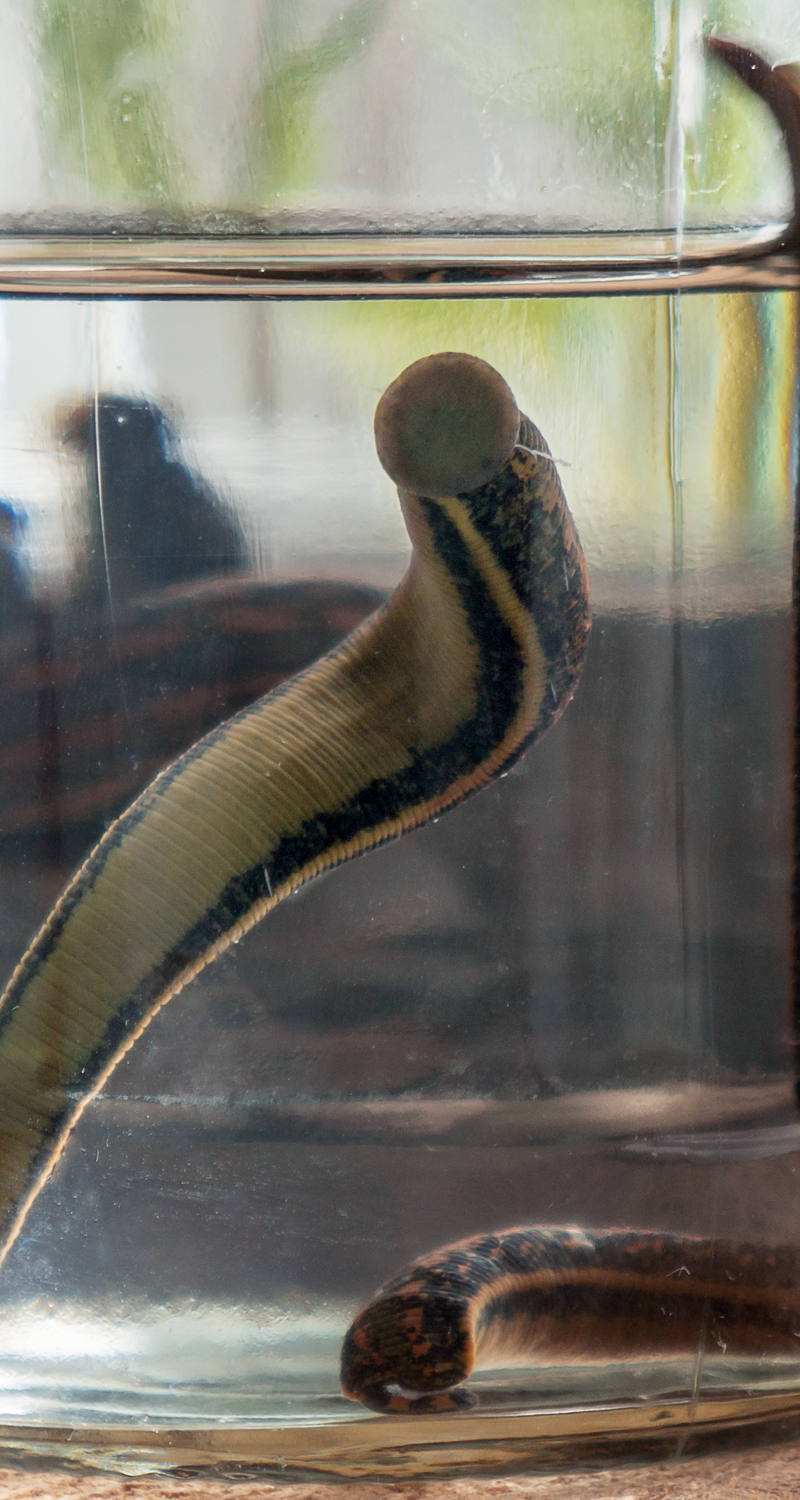  Un bicchiere riempito con acqua e sanguisughe