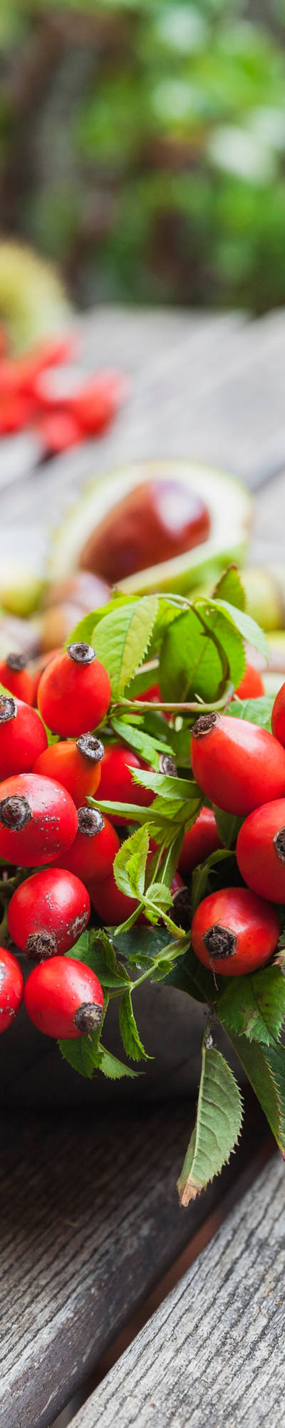 Fresh rosehip in a bowl on the garden table.