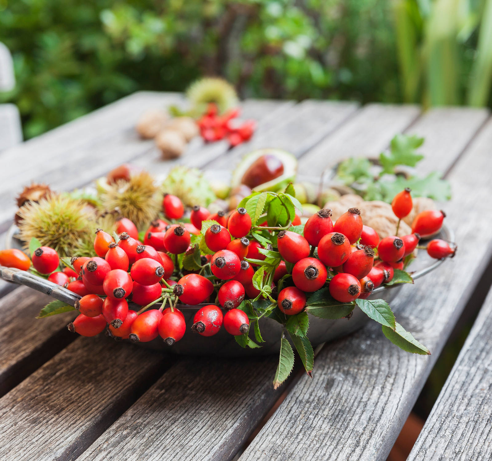 Fresh rosehip in a bowl on the garden table.