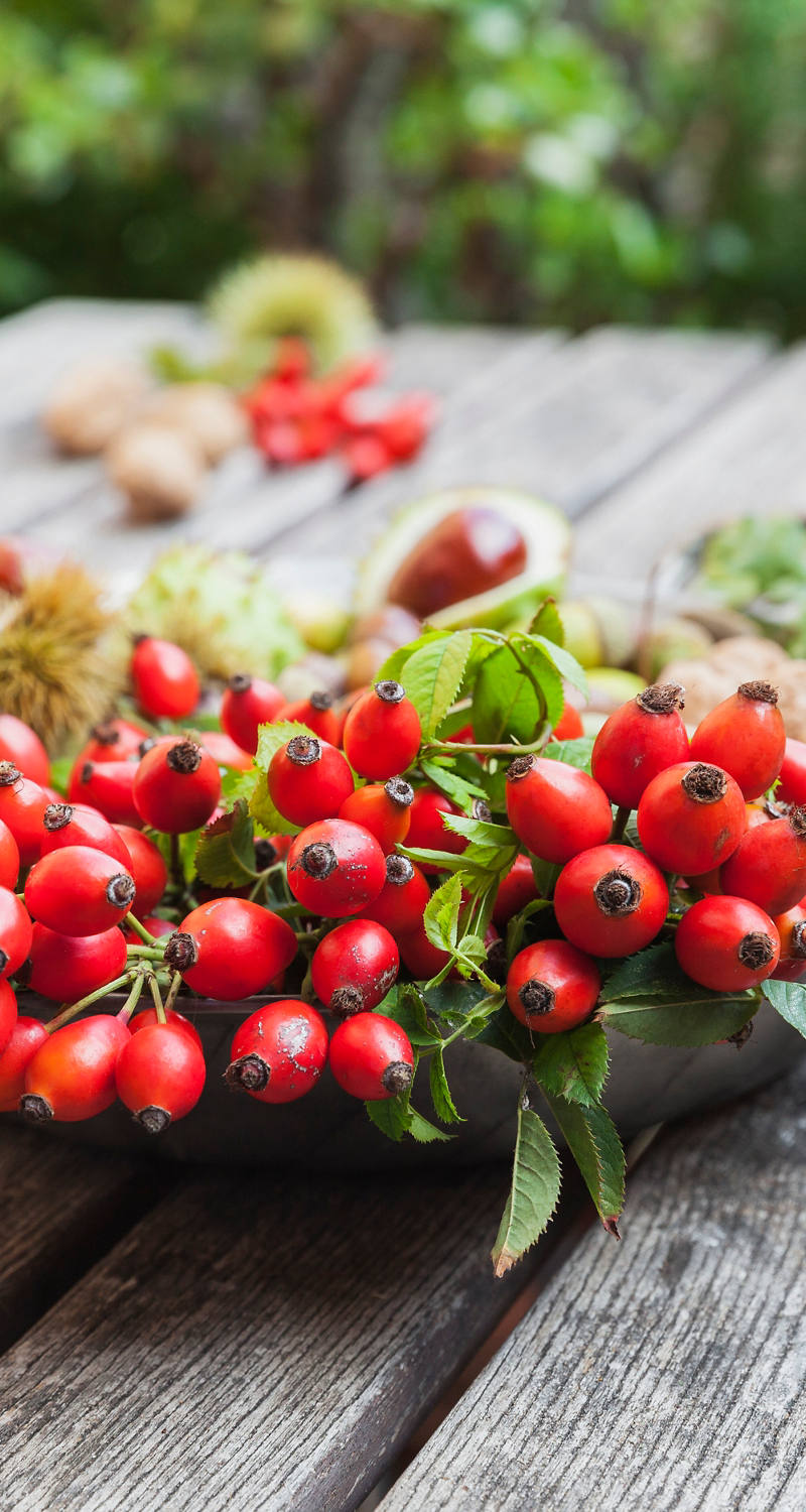 Fresh rosehip in a bowl on the garden table.