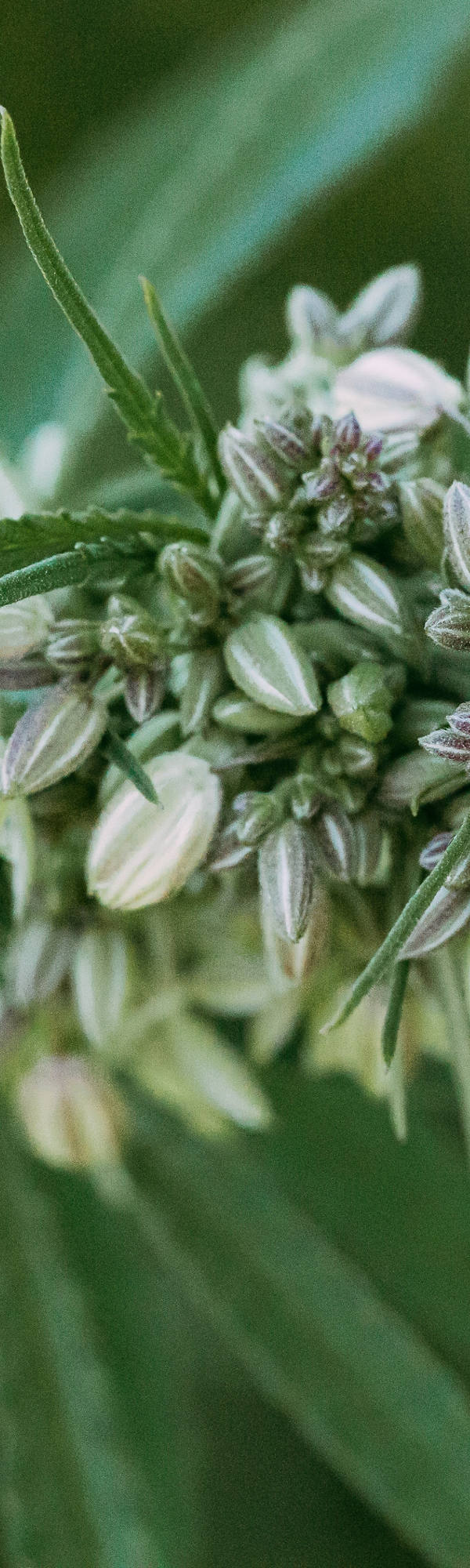 Superfood Hanf – gesund und nährstoffreich