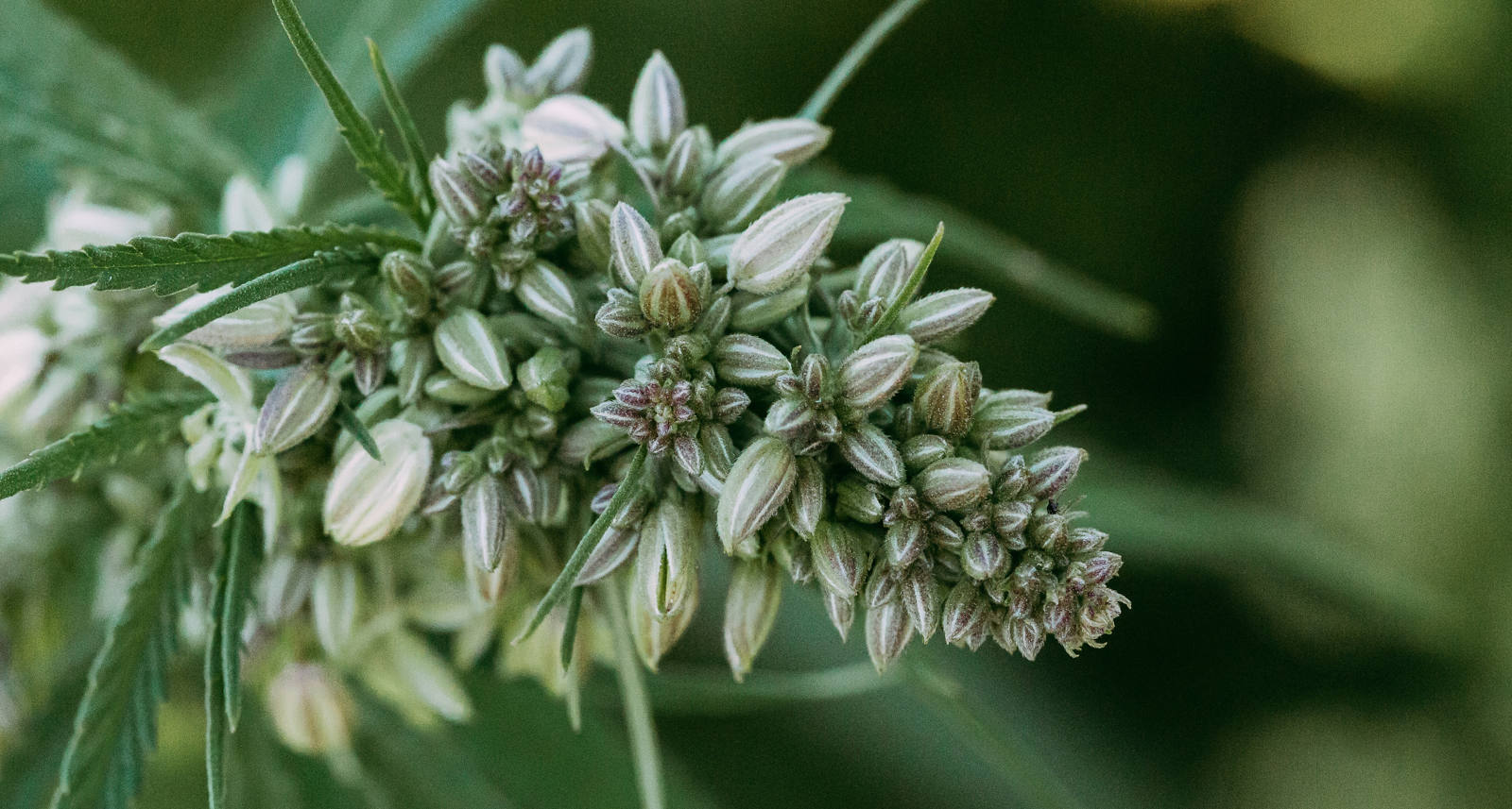 Superfood Hanf – gesund und nährstoffreich