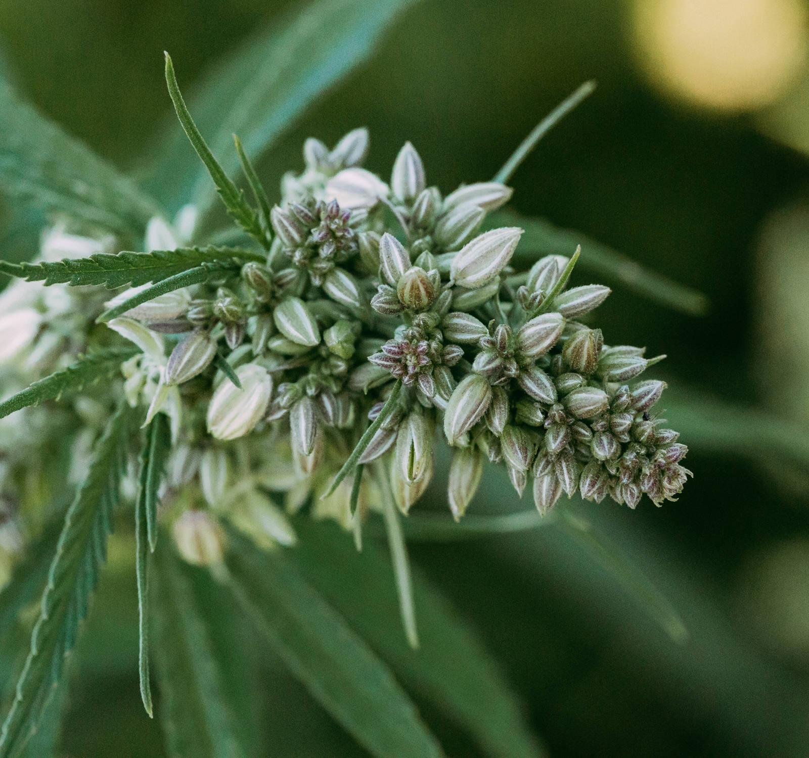 Superfood Hanf – gesund und nährstoffreich