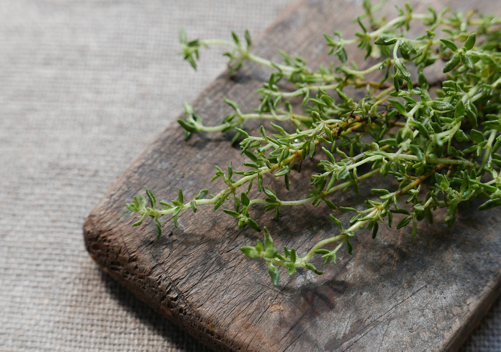 Thymian gegen Husten