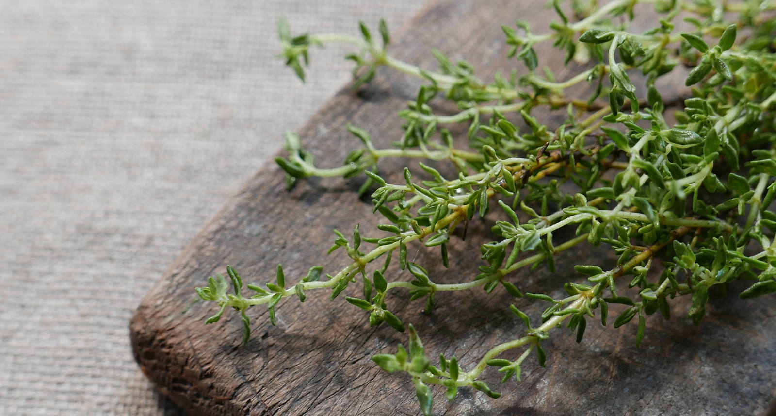 Thymian gegen Husten