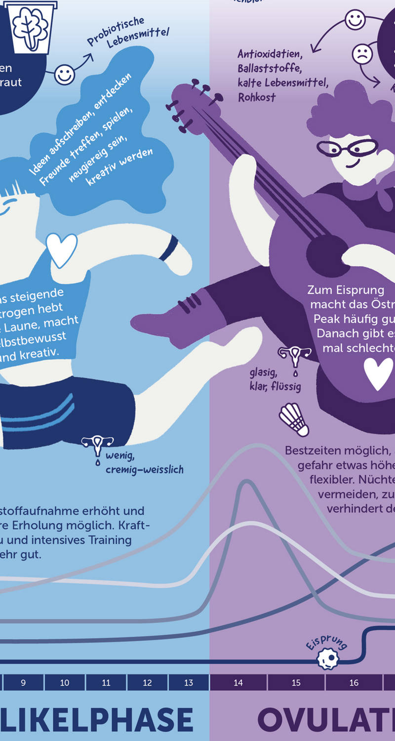 Auszug aus Infografik Zyklusphasen