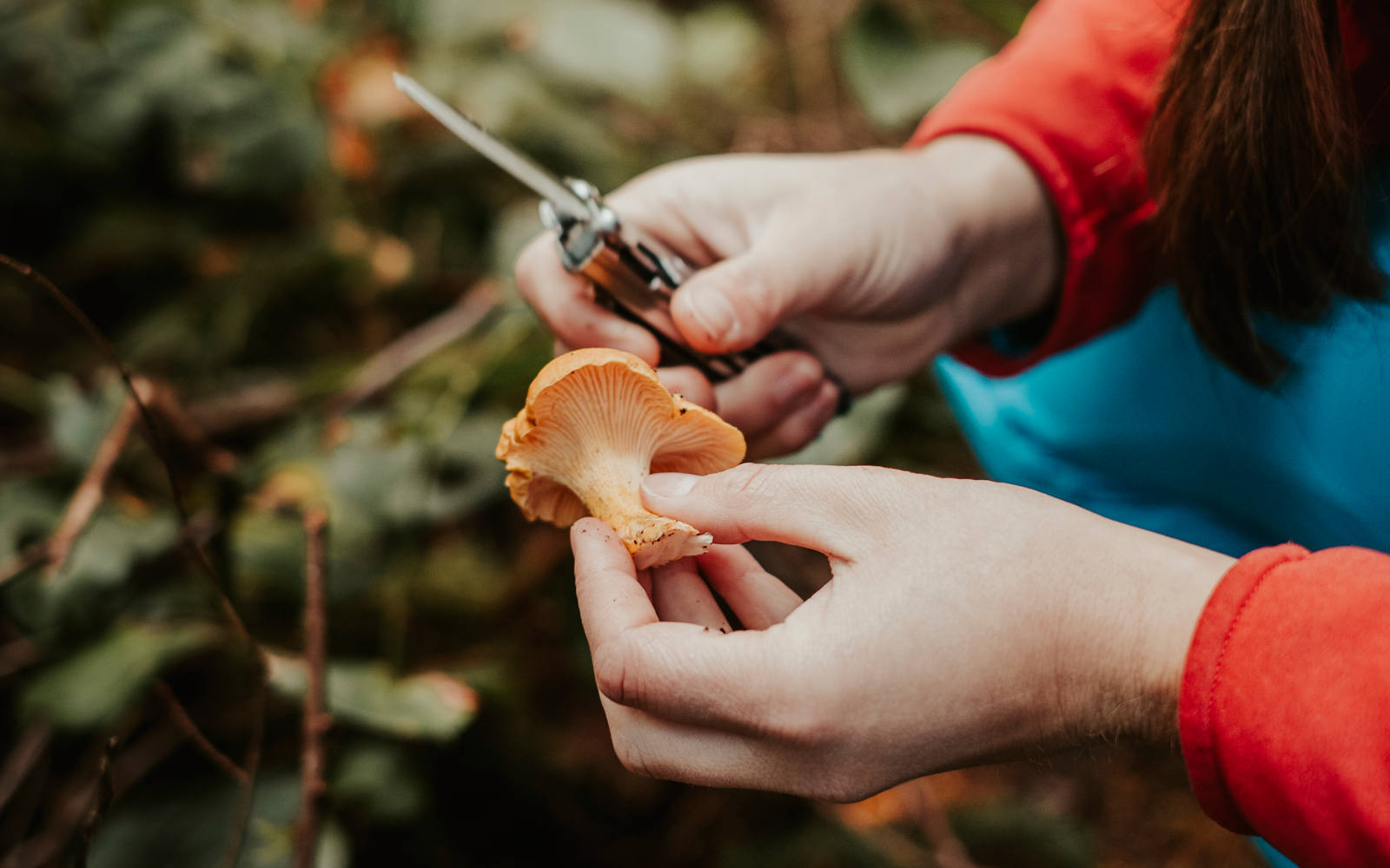 Mushrooms & digestion why mushrooms are tough on the stomach