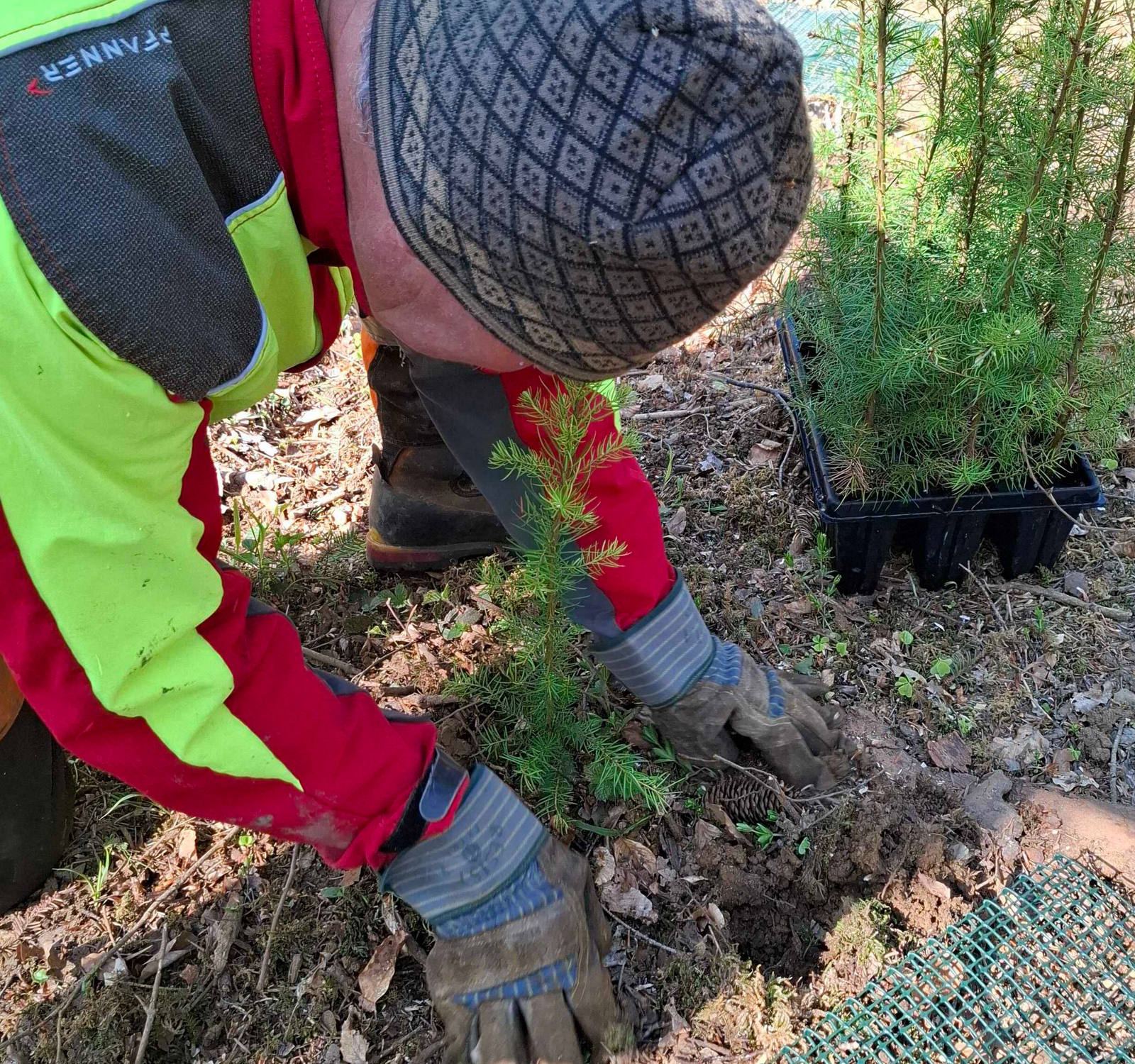 Preparazione accurata del bosco
