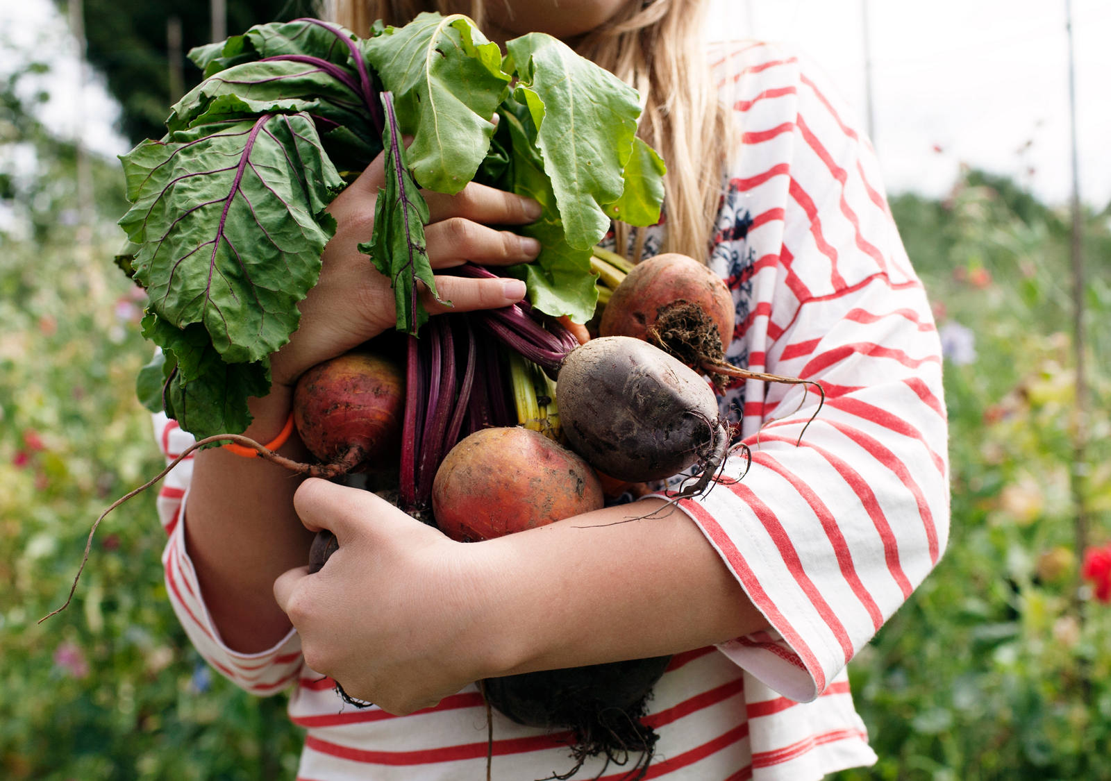 Randen: So gesund ist die Powerknolle