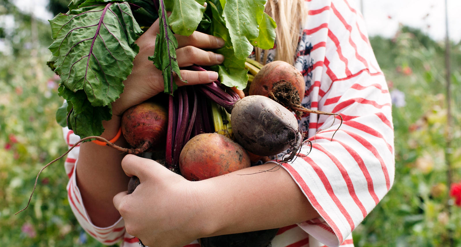 Randen: So gesund ist die Powerknolle