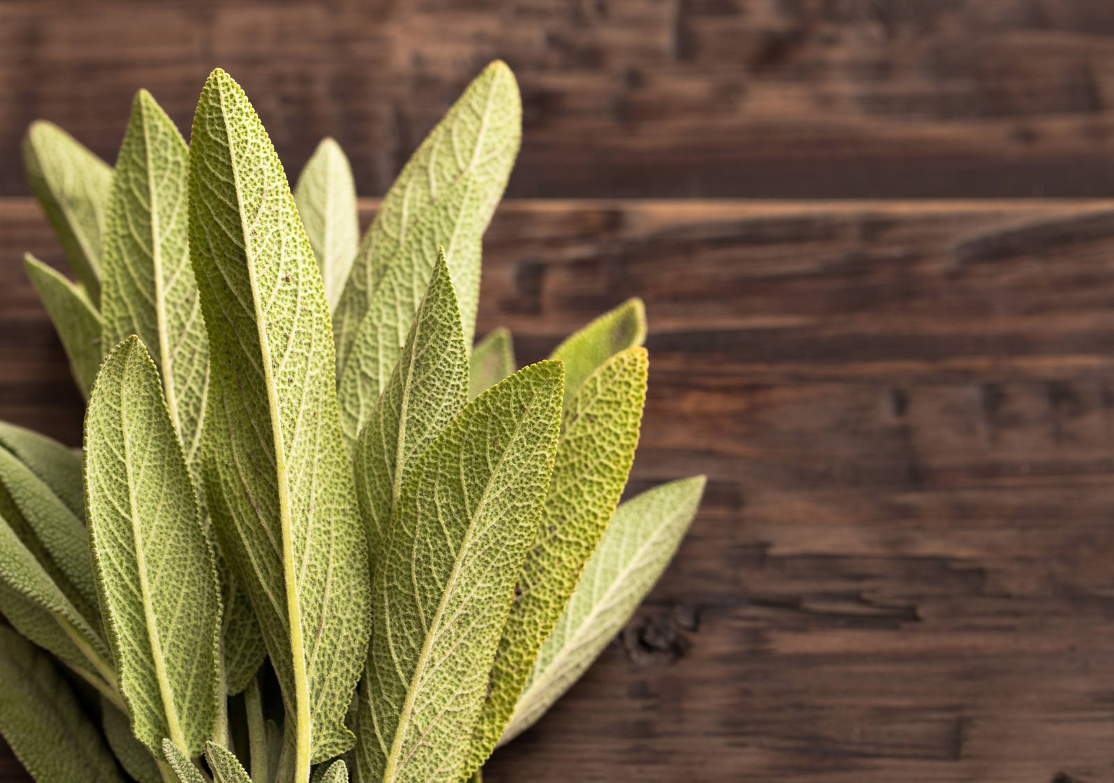 Salbei gegen Schwitzen. Unser Hausmittel Tipp