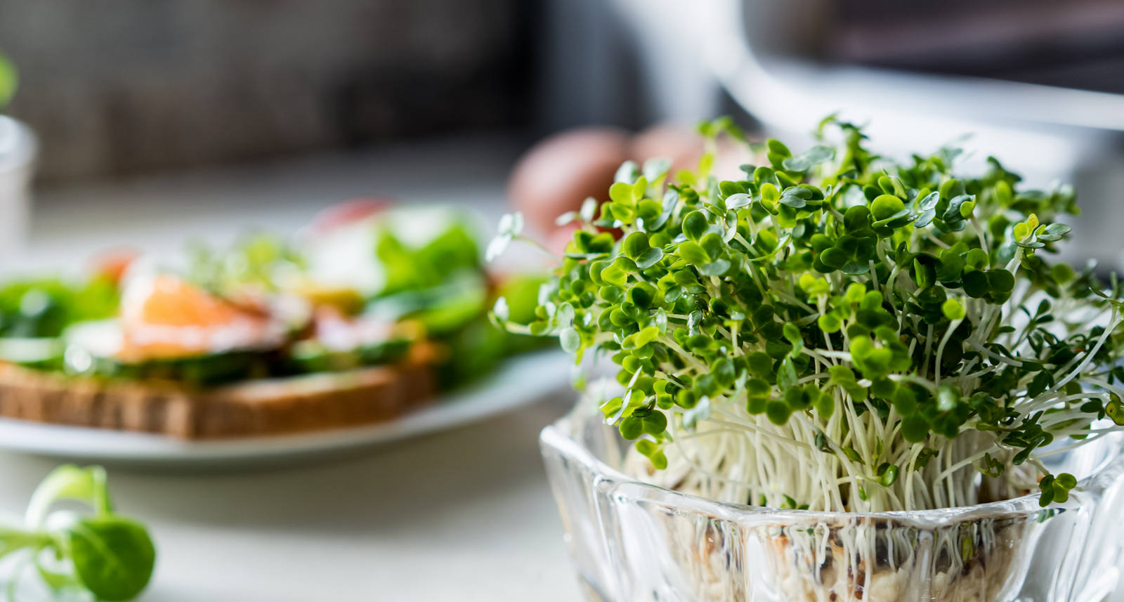 Gesunde Samen und Sprossen: so kann man sie selbst züchten