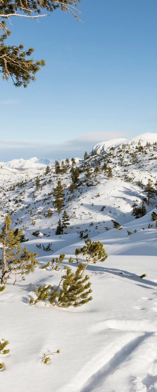 A person walks through the winter landscape with snowshoes.