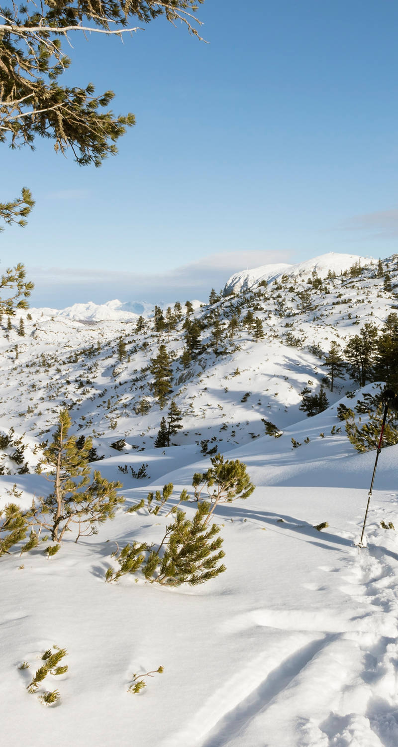A person walks through the winter landscape with snowshoes.