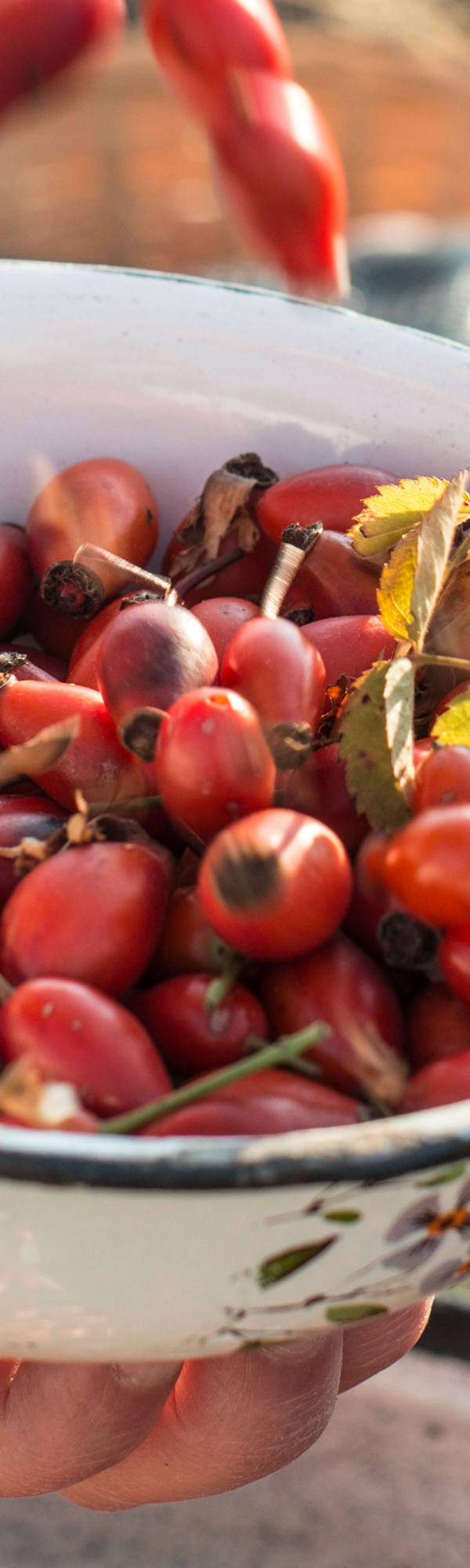 Fresh rosehip in a bowl on the garden table.