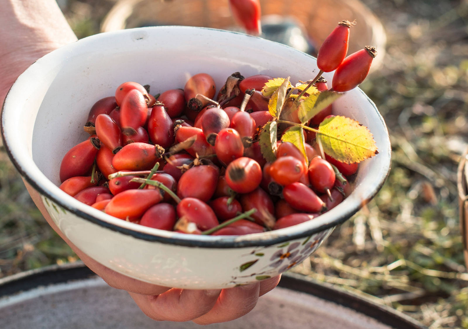 Fresh rosehip in a bowl on the garden table.