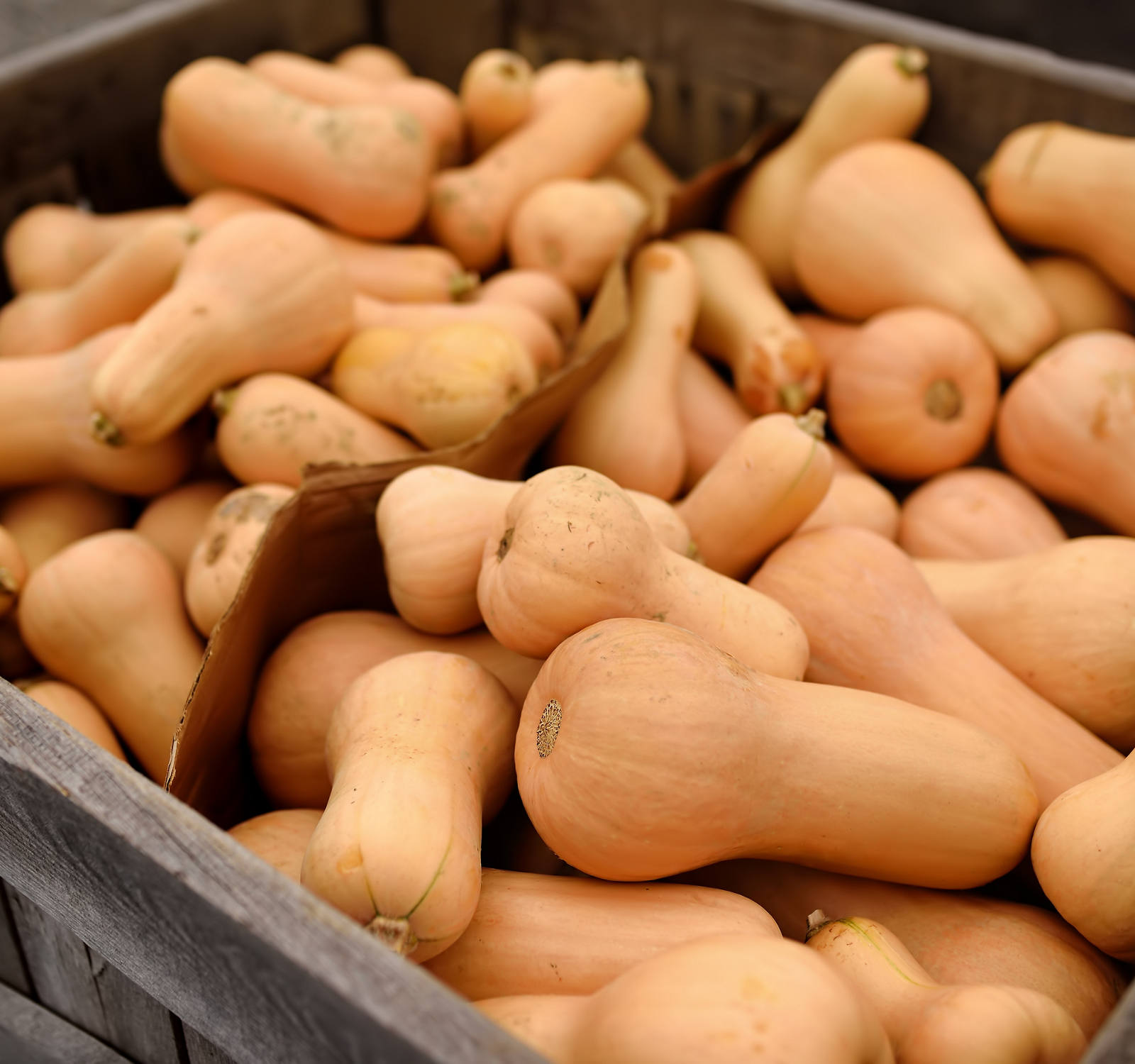 Butternut fresca Le zucche sono in una scatola.