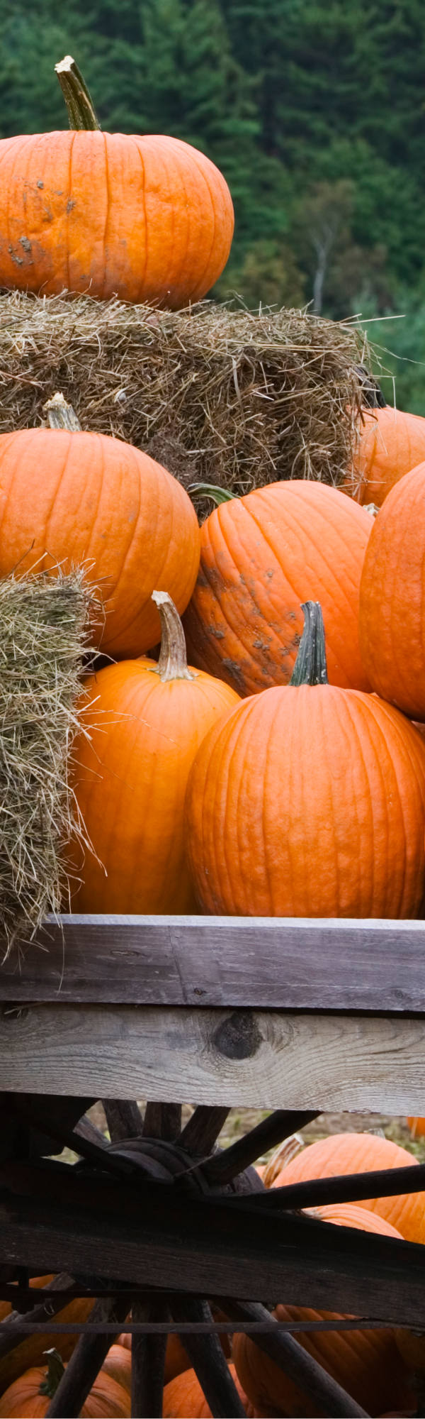 Many pumpkins are draped on a hay wagon.
