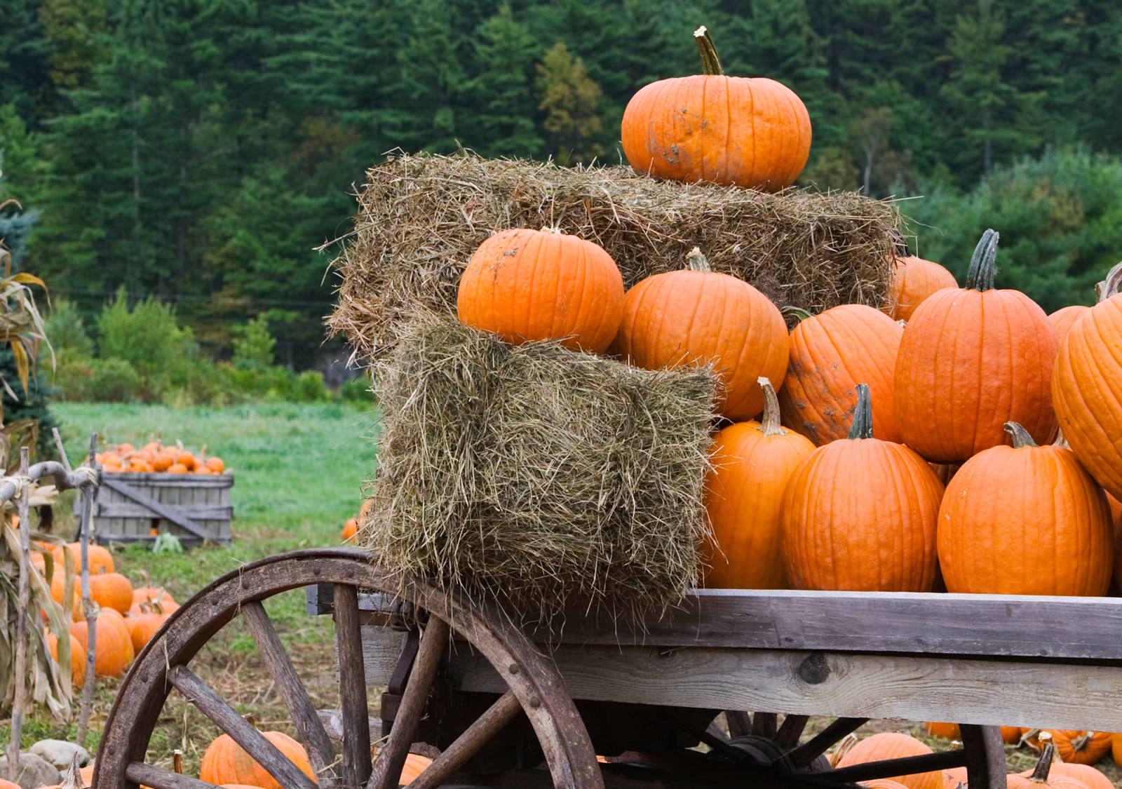 Many pumpkins are draped on a hay wagon.