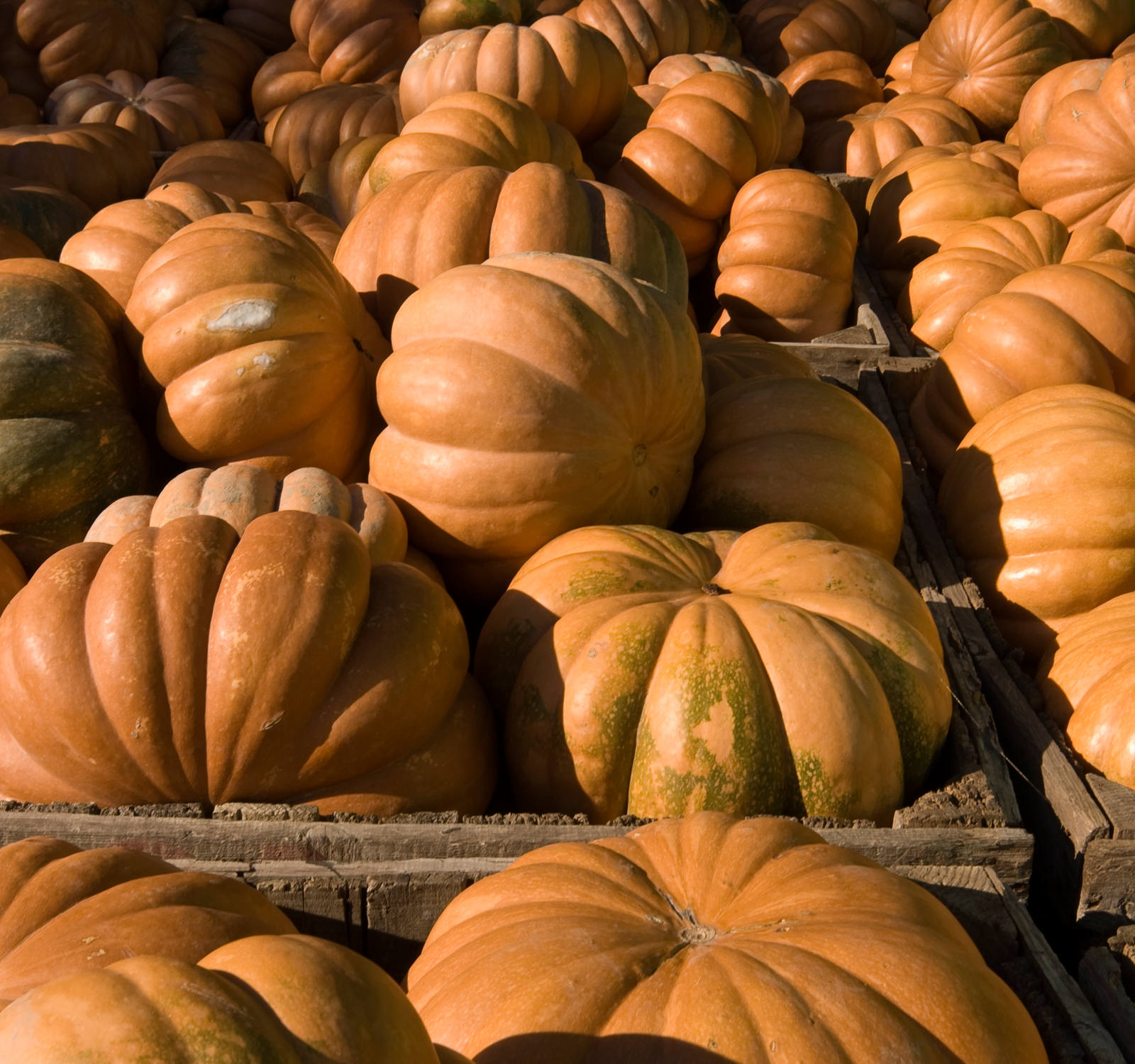 Le zucche noce moscata fresche sono in una scatola.