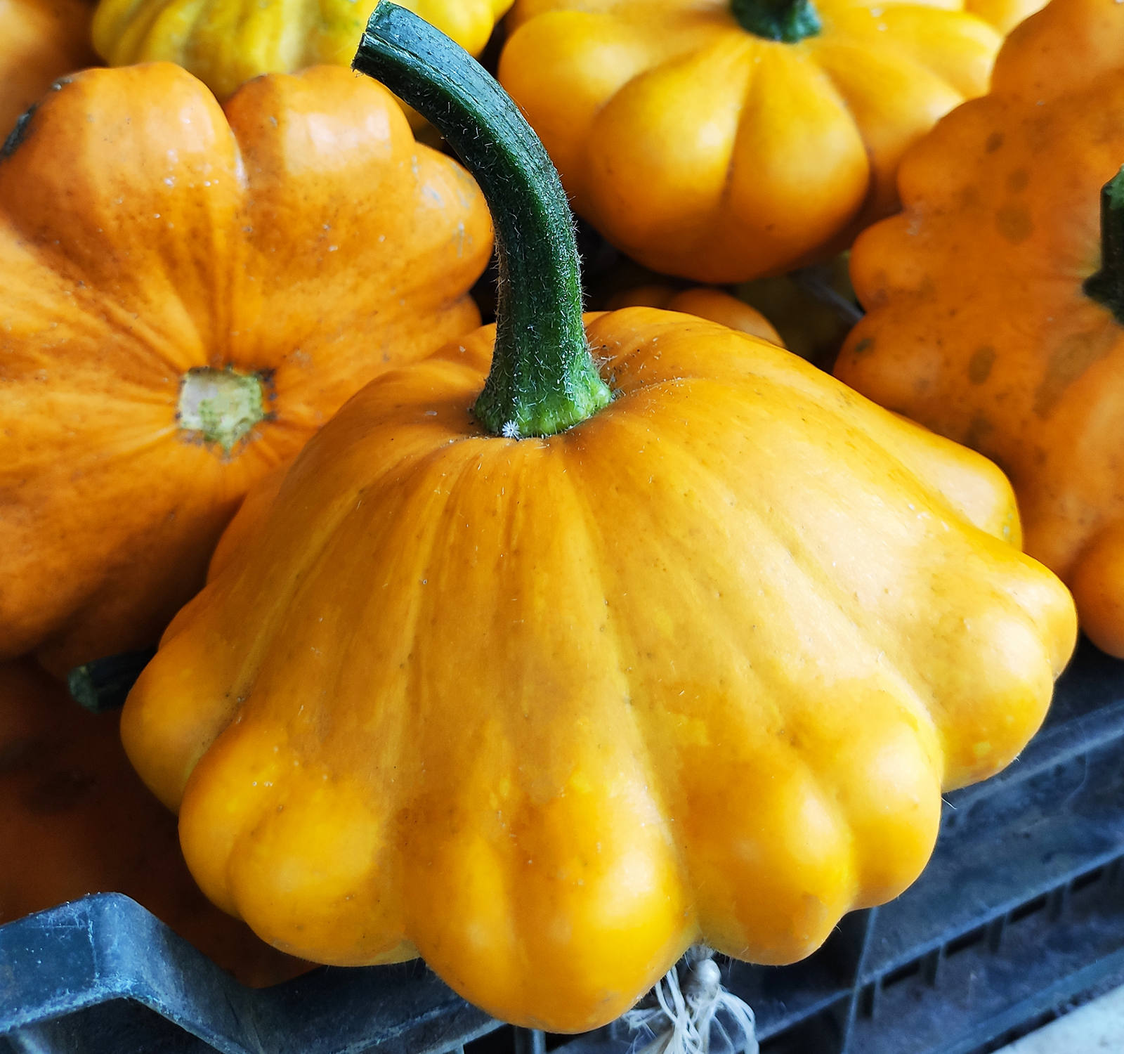 Le zucche Pattison fresche sono in una scatola.