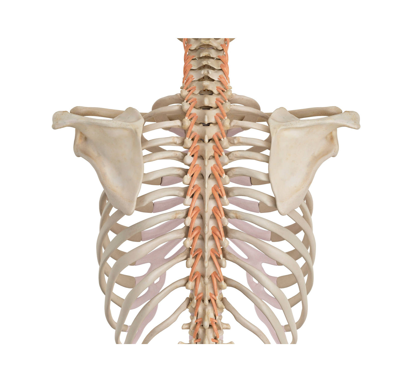 Die autochone Rückenmuskulatur an der Wirbelsäule