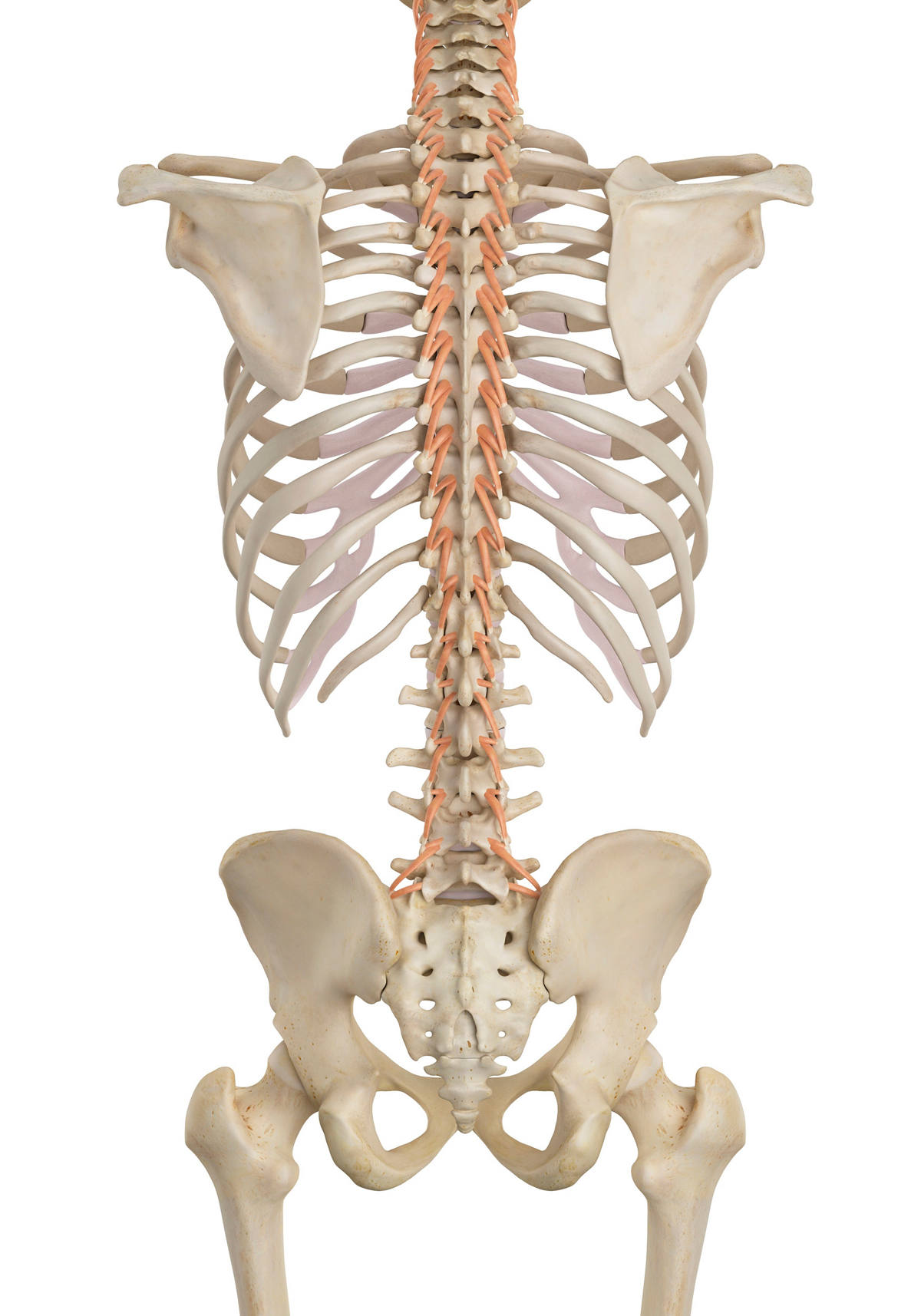 Die autochone Rückenmuskulatur an der Wirbelsäule