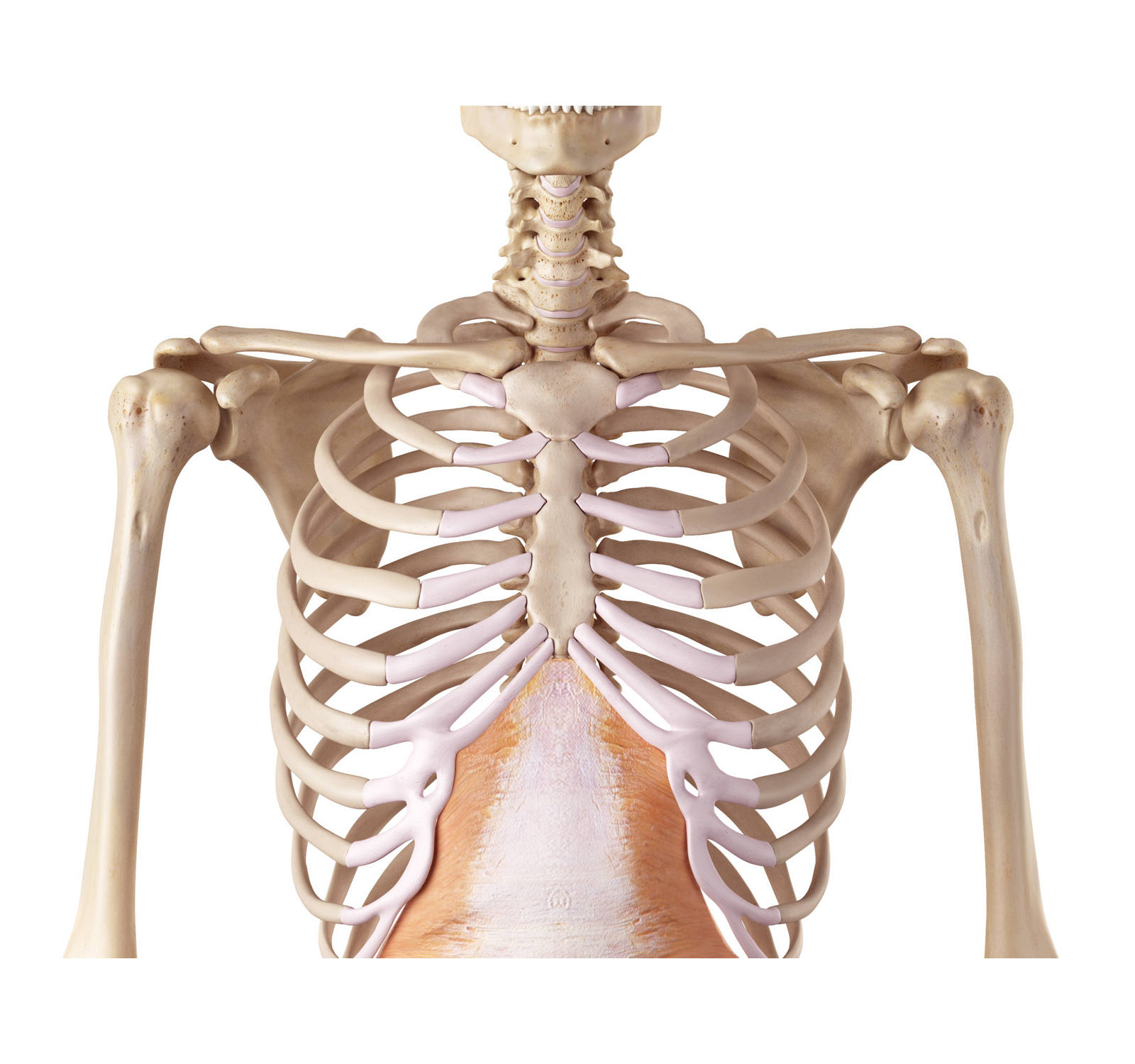 Trasverso addominale da dietro