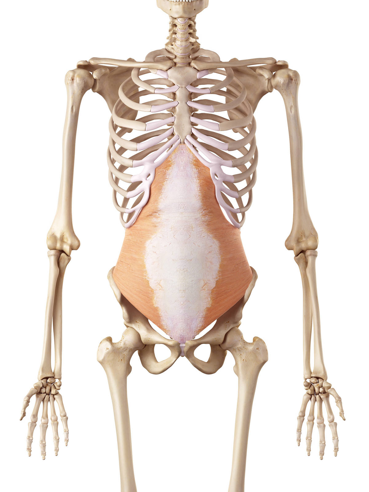 Transversus abdominis von hinten