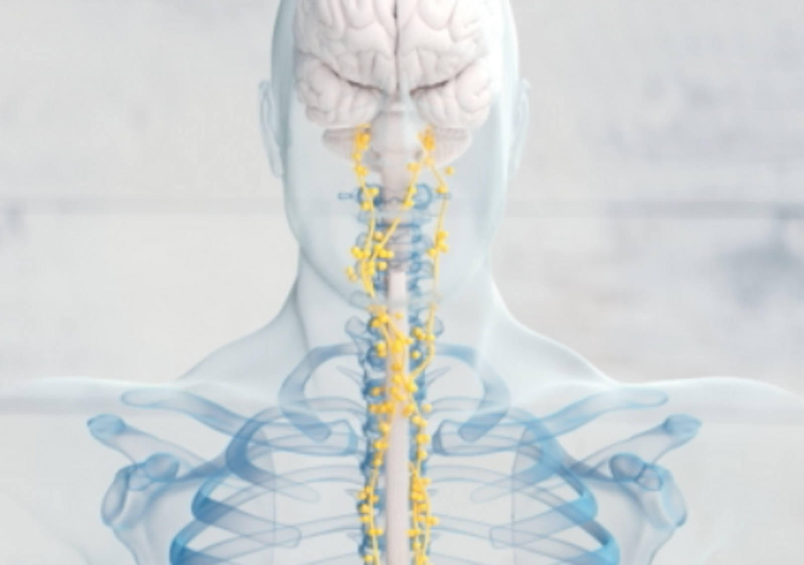 Why does yoga stimulate digestion?