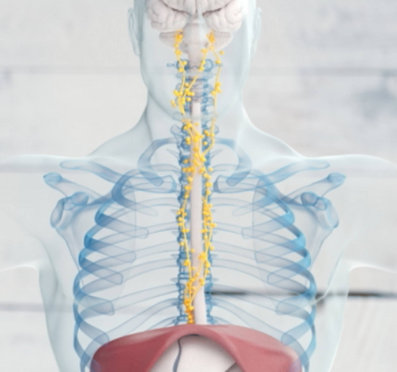 Warum fördert Yoga die Verdauung?