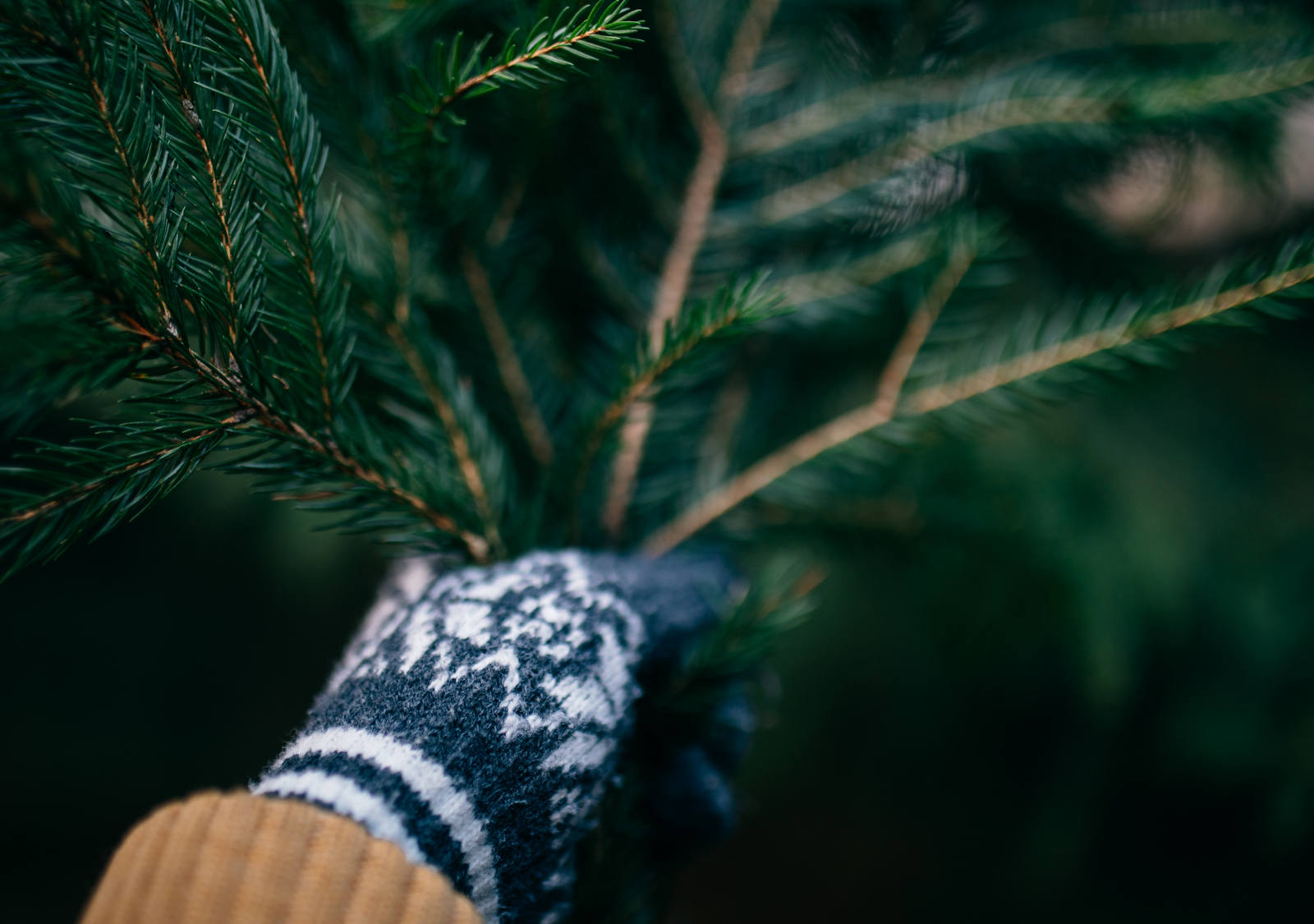 Epices de Noël Parfum de branche de sapin