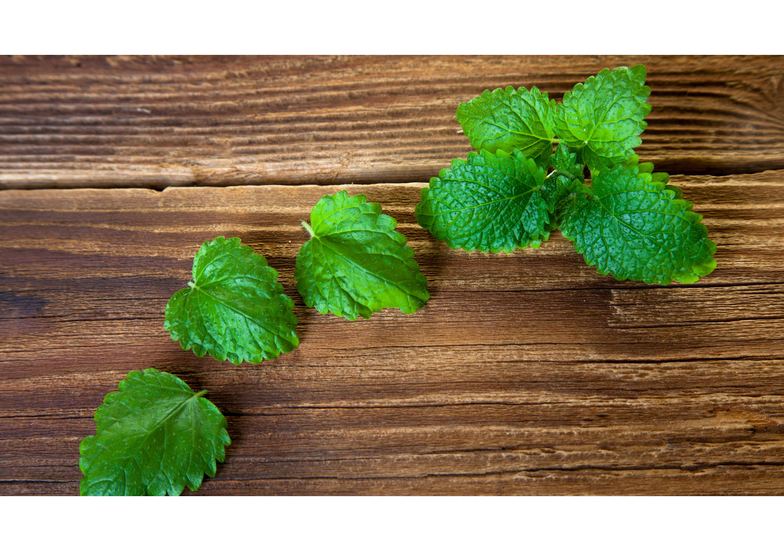 Zitronenmelisse gegen Fieberblasen. Unser Hausmittel Tipp