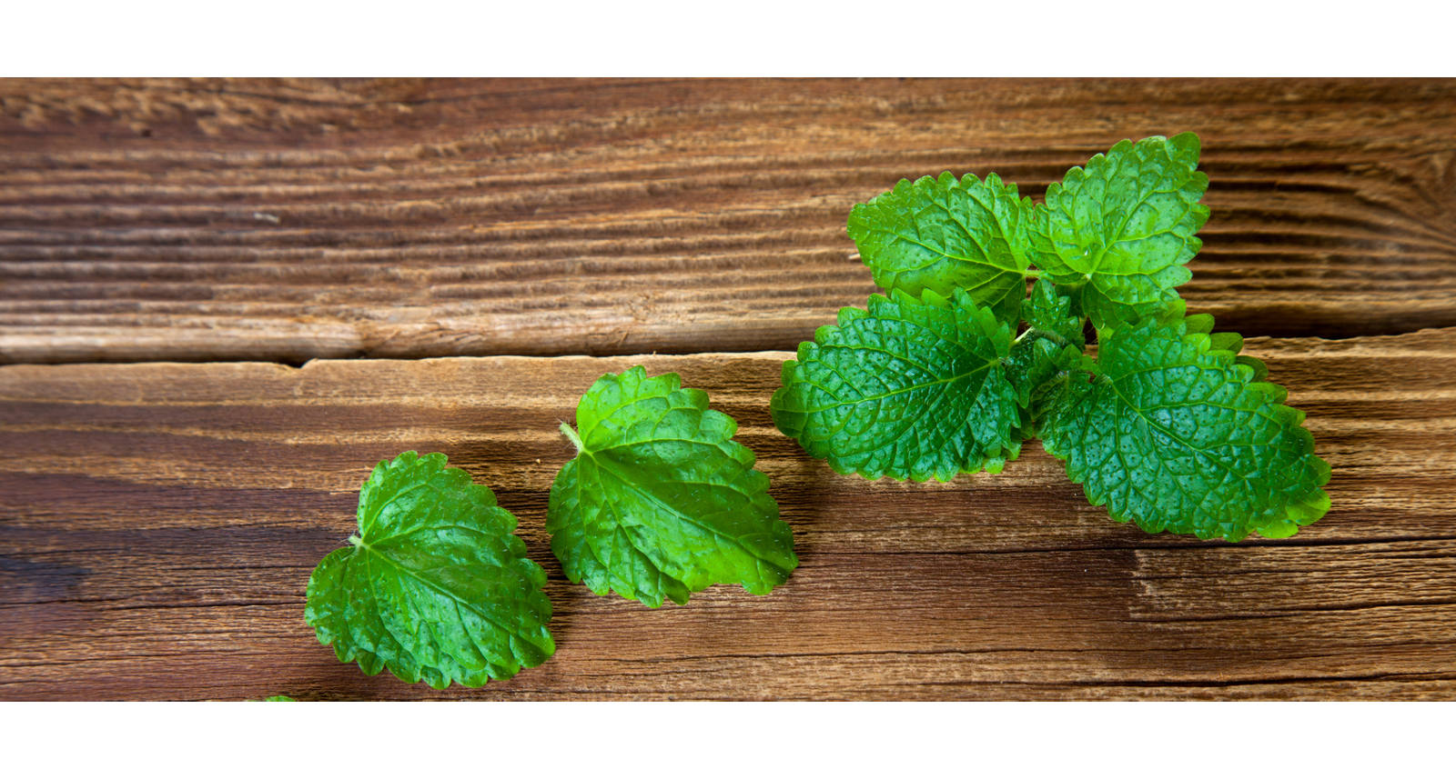 De la mélisse citronnelle contre les boutons de fièvre. Notre remède